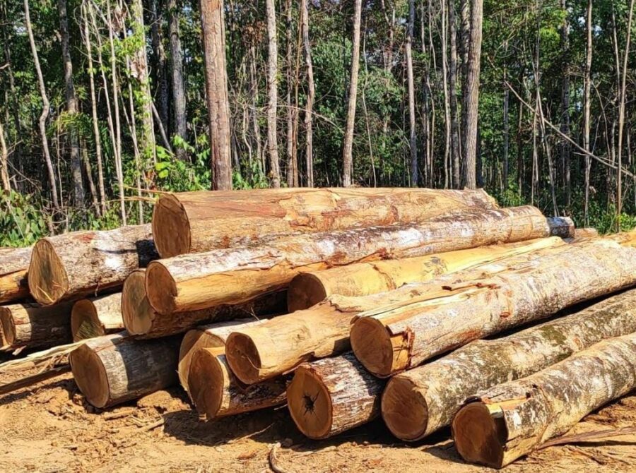 Sema apreende trator e 100 toras de madeira durante operação contra desmatamento em Marcelândia