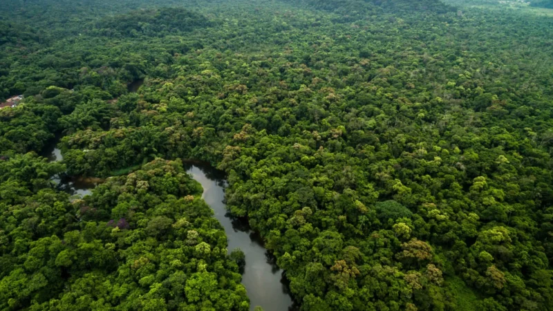 Amazônia registra 3º menor desmatamento da história