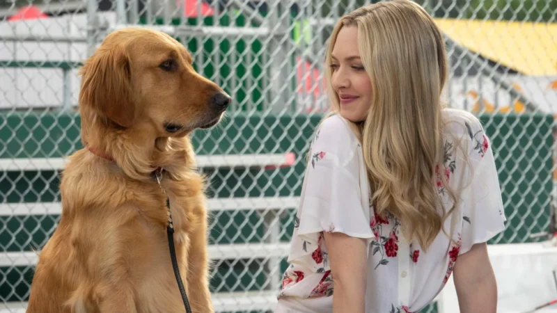 Filmes incríveis para assistir com seu cachorro