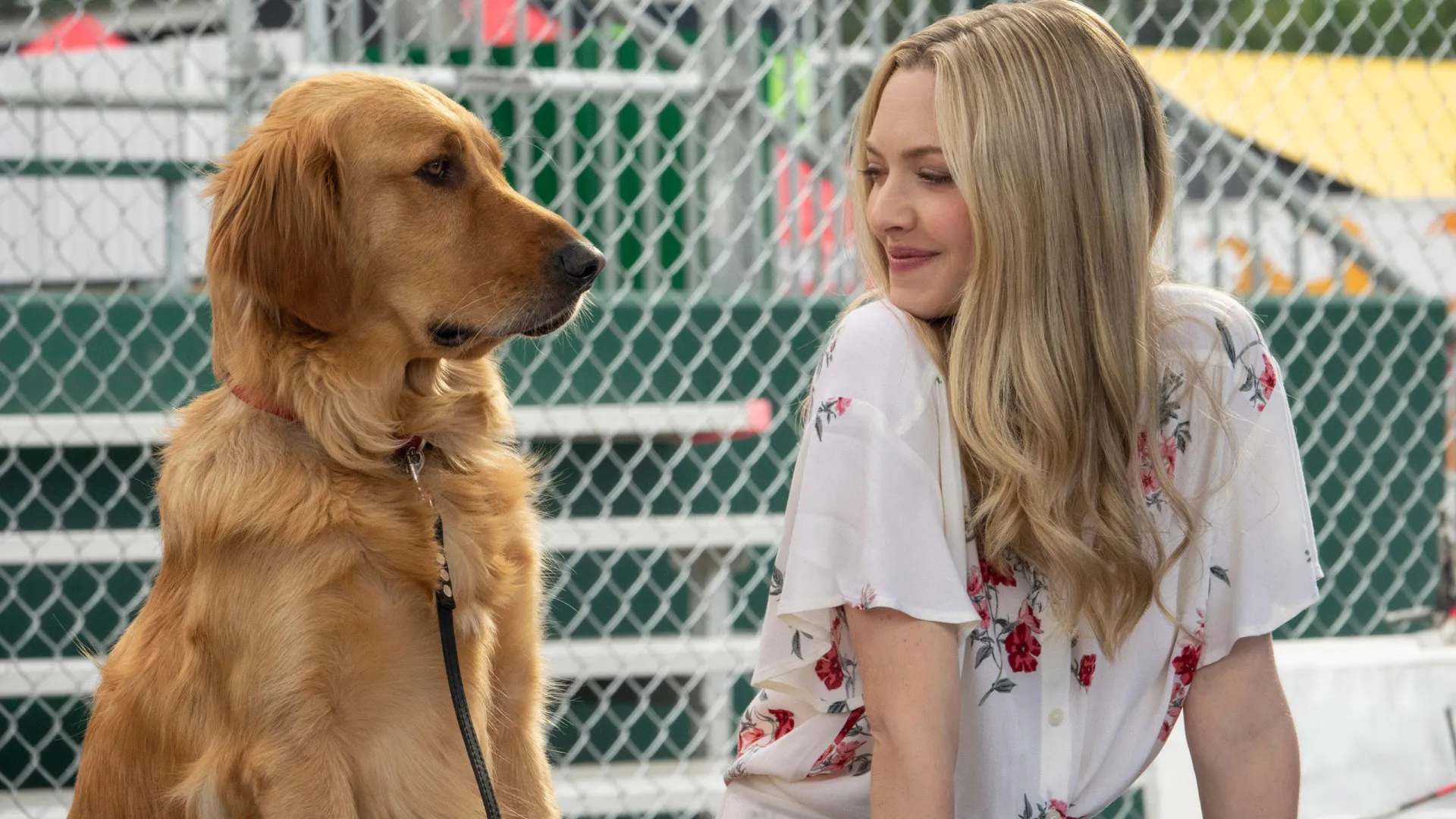 Filmes incríveis para assistir com seu cachorro