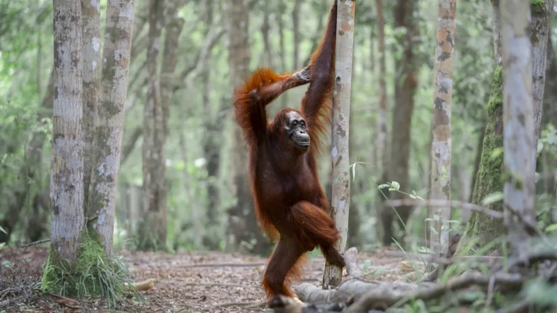 De gorilas a lagartos, veja as 40 fotos mais cômicas da vida selvagem