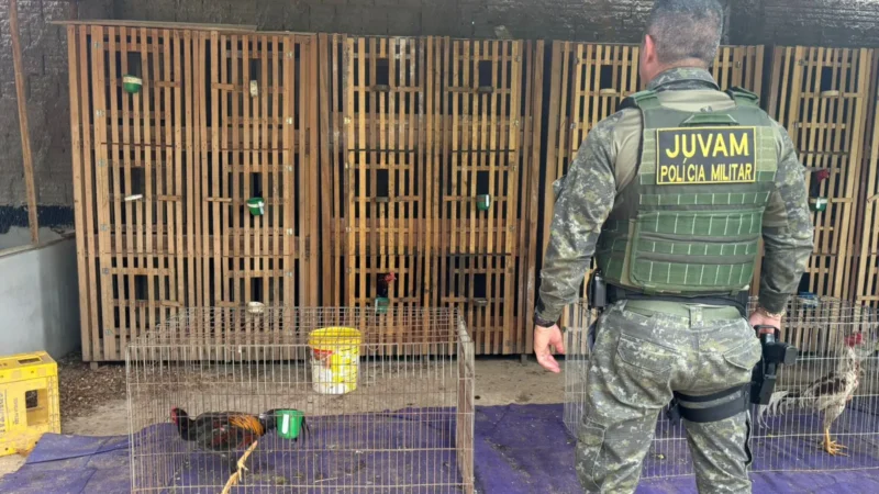 Juvam flagra rinha de galos em funcionamento em Cuiabá
