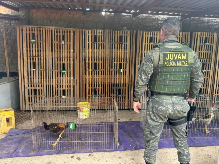 Juvam flagra rinha de galos em funcionamento em Cuiabá