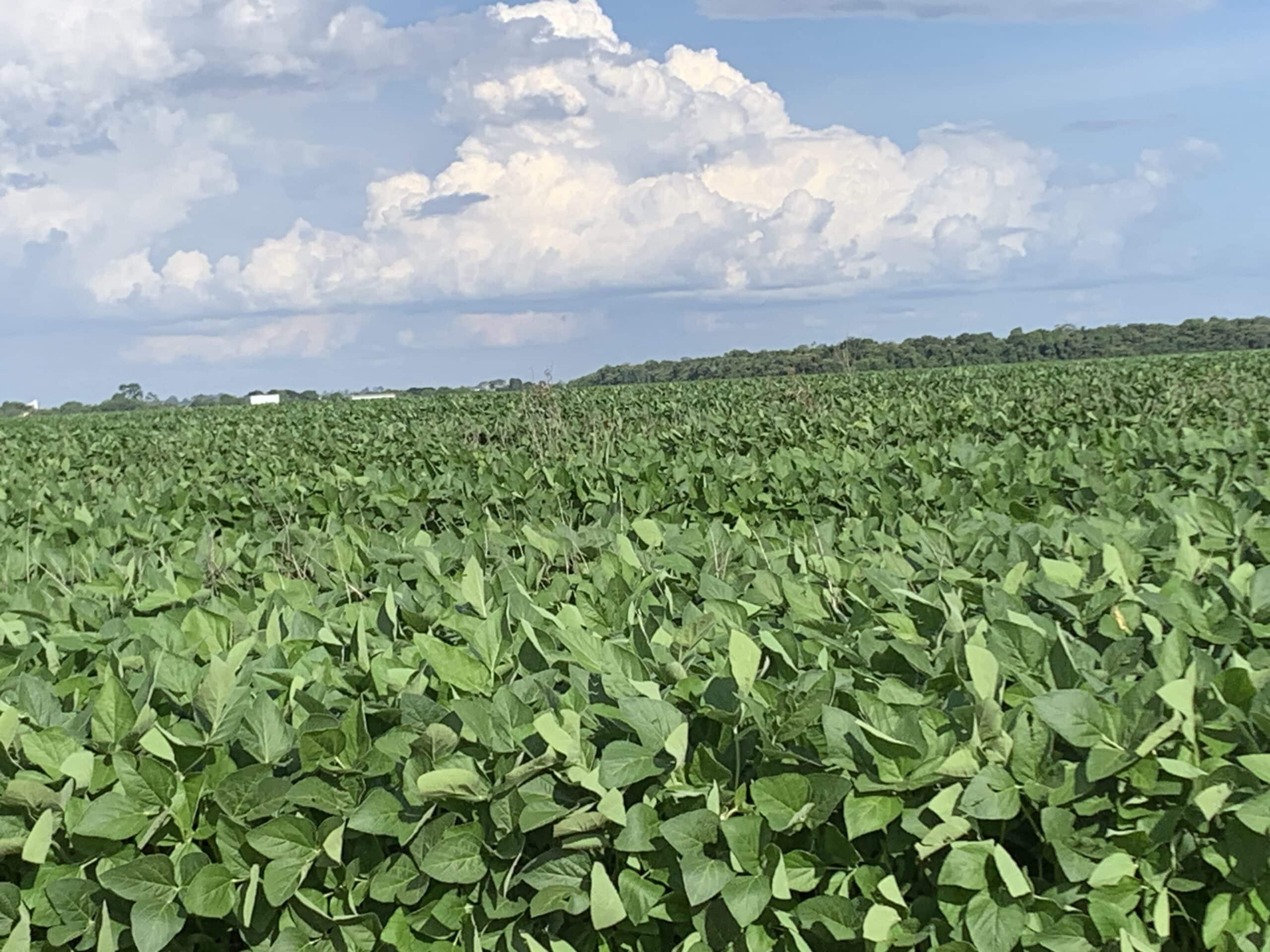 Plantio da safra de soja em Mato Grosso chega na reta final; volume pouco abaixo da média