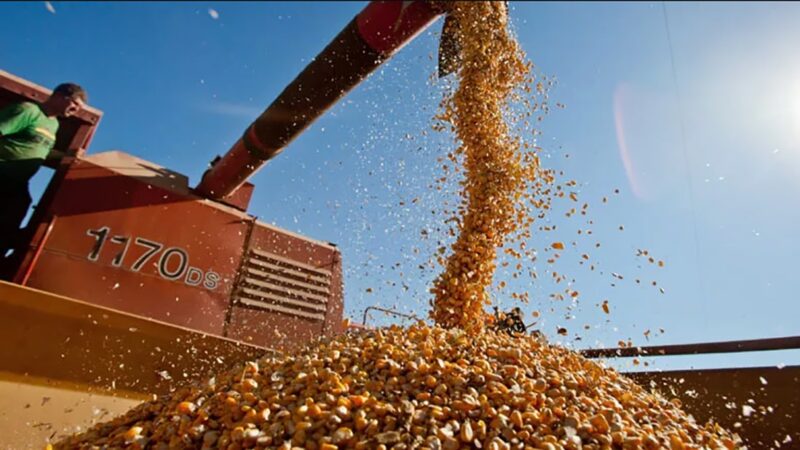 Cotação do milho em Mato Grosso sobe 0,81%; produtores retém estoques