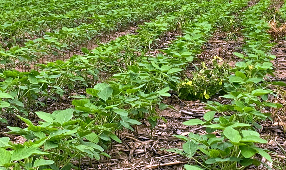 Chuvas irregulares preocupam sojicultores em Mato Grosso, diz instituto