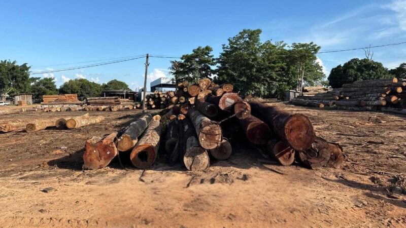 Polícia Civil deflagra segunda fase de operação contra extração ilegal de madeira em Juína