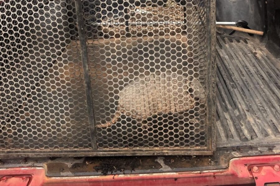 Bombeiros combatem incêndio em caminhão e resgatam tatu-galinha em Mato Grosso