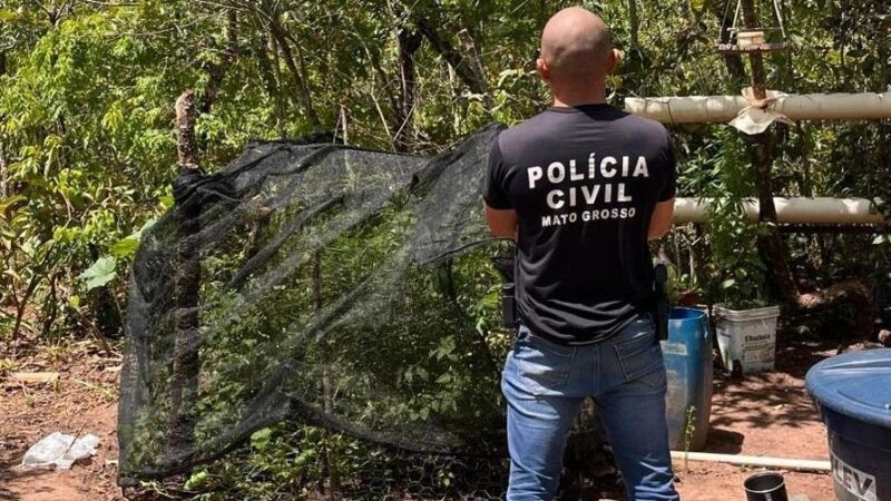 Homem é preso por manter plantação de maconha em propriedade rural de Alto Araguaia