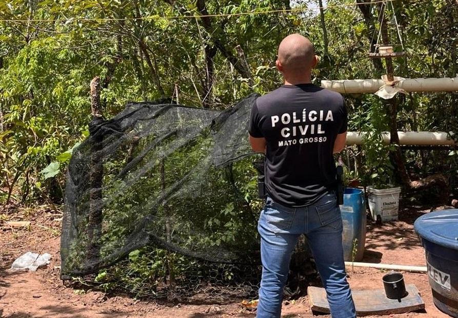 Homem é preso por manter plantação de maconha em propriedade rural de Alto Araguaia