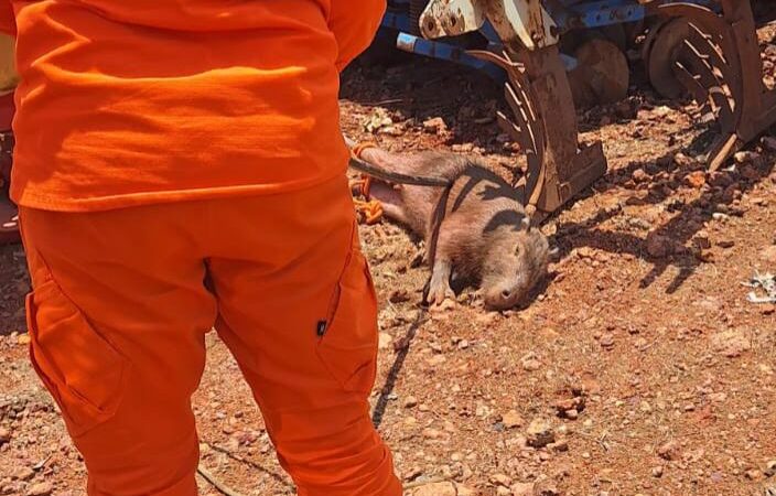 Bombeiros resgatam capivara em pátio de empresa em Guarantã do Norte