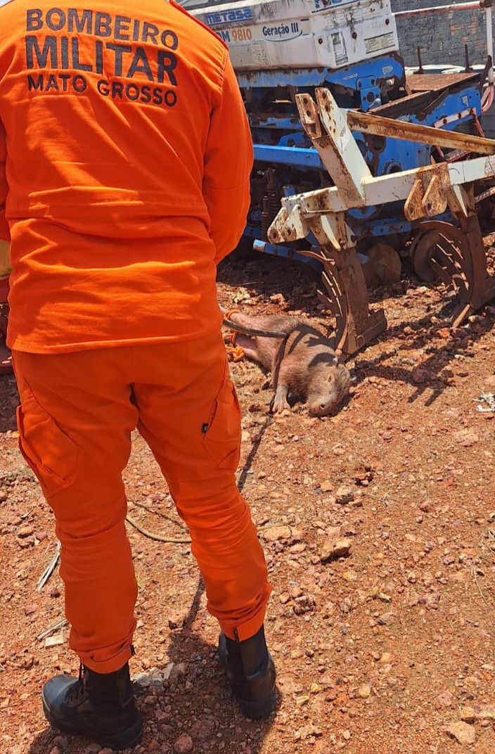Bombeiros resgatam capivara em pátio de empresa em Guarantã do Norte