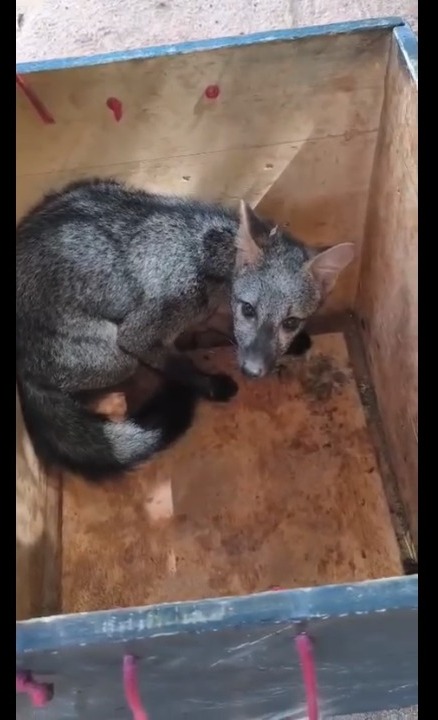 Cachorro-do-mato invade residência e é resgatado pelos bombeiros em Guarantã do Norte