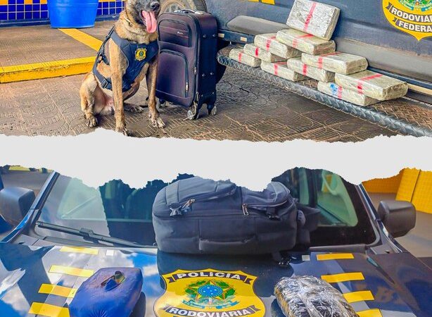 PRF apreende mais de 13 kg de drogas em dois ônibus interestaduais em MT