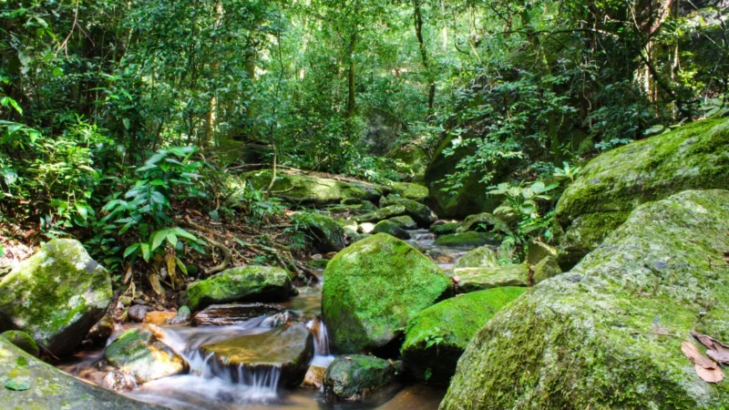 SOS Mata Atlântica mobiliza setor privado para conservação do bioma