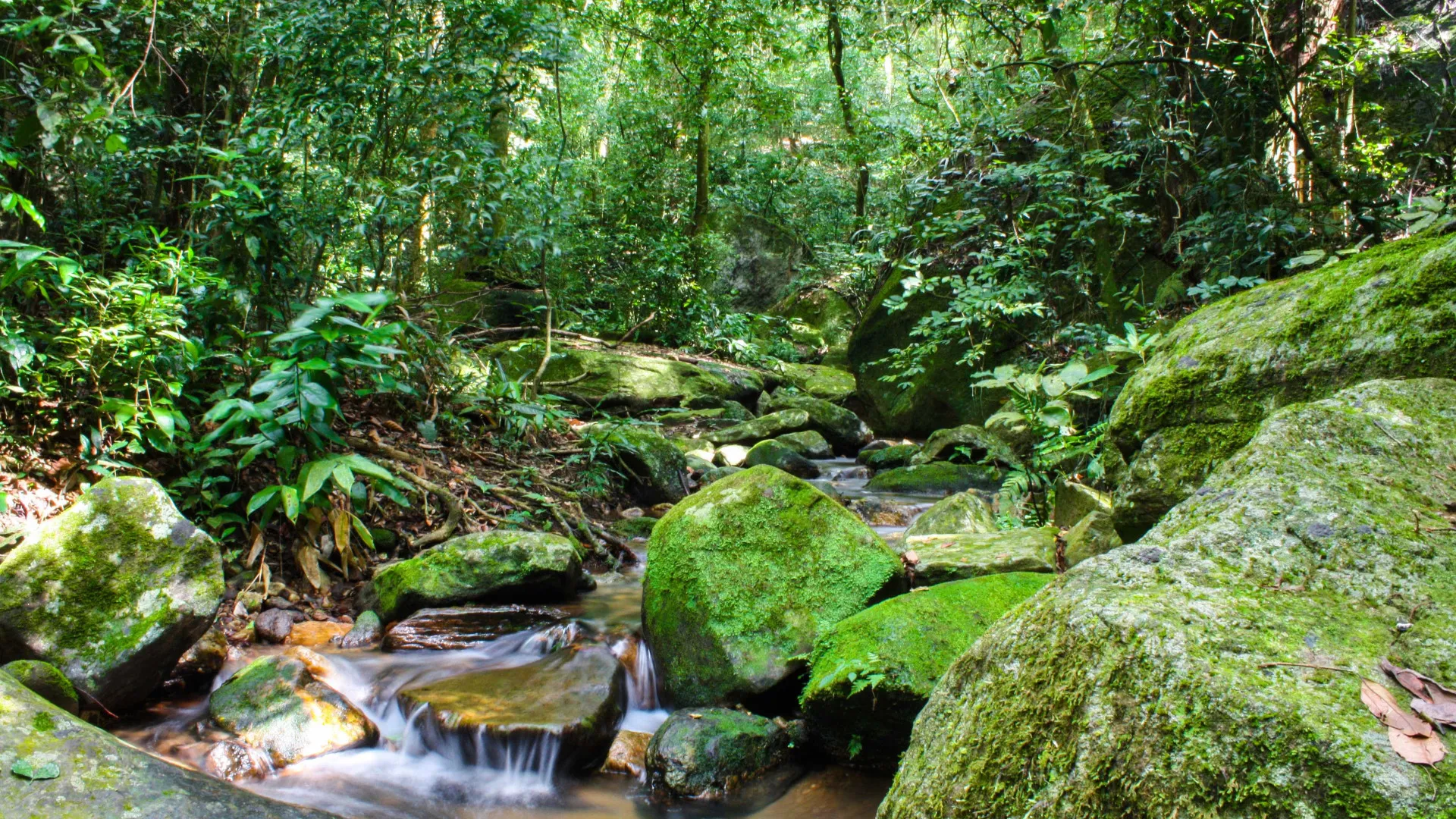 SOS Mata Atlântica mobiliza setor privado para conservação do bioma