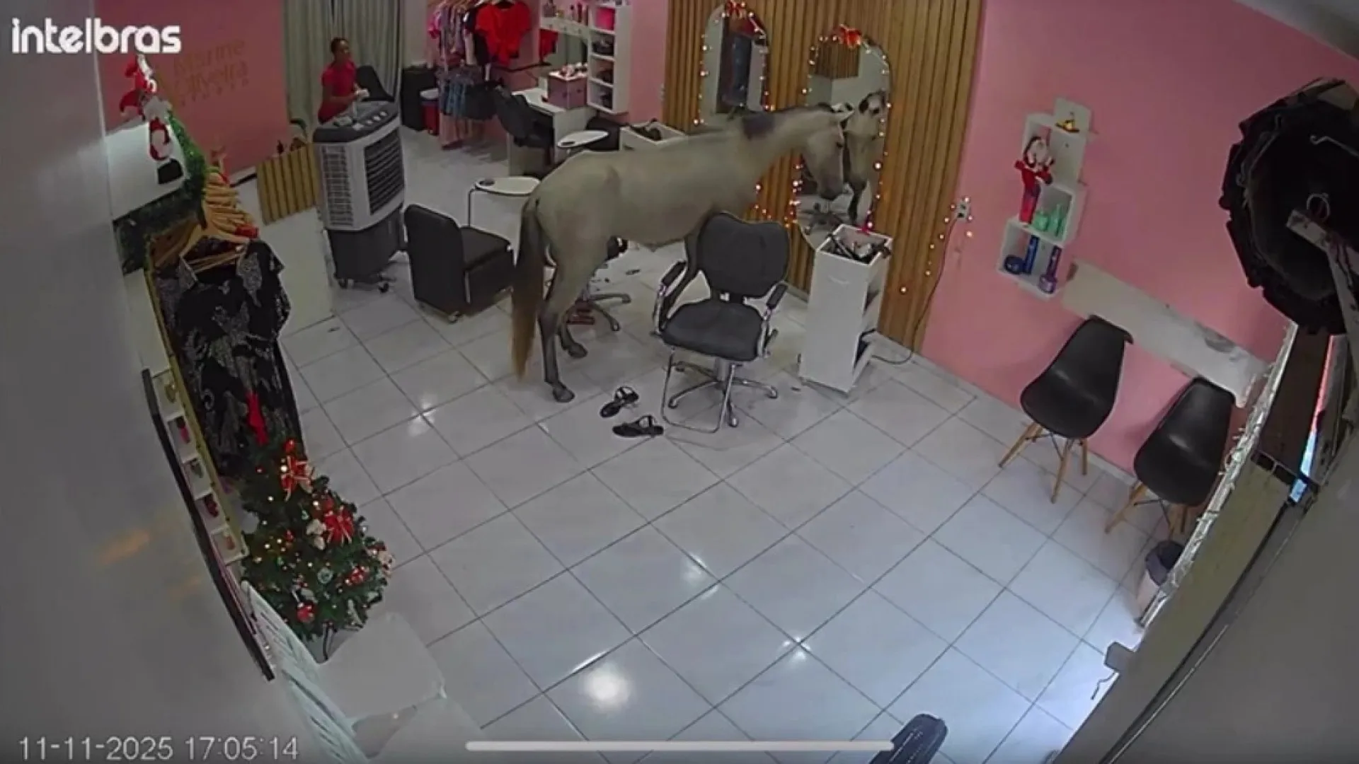 Cavalo invade salão de beleza no Piauí e rouba a cena diante do espelho
