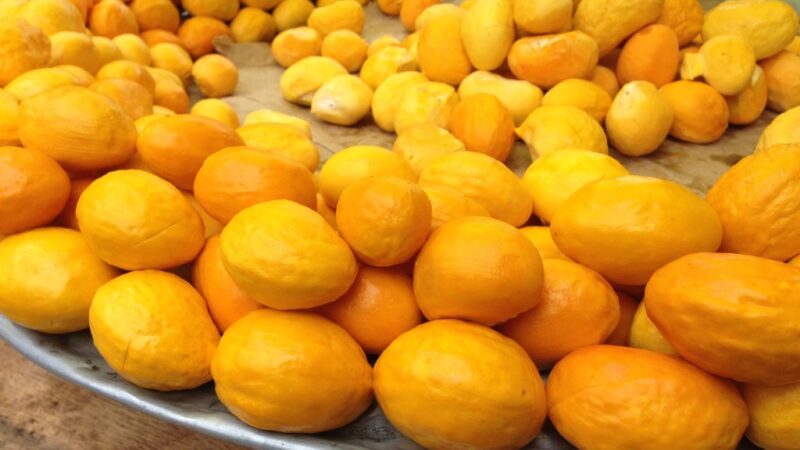 ‘Capital’ do pequi em Mato Grosso deve aumentar 30% a colheita