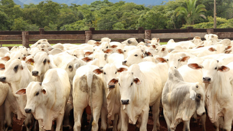 Cotação do boi gordo em Mato Grosso sobe