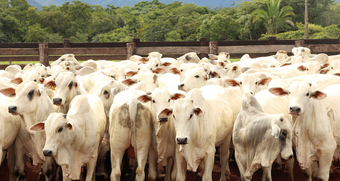 Cotação do boi gordo em Mato Grosso sobe