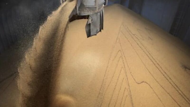 Preço do óleo e farelo da soja sobem em Mato Grosso