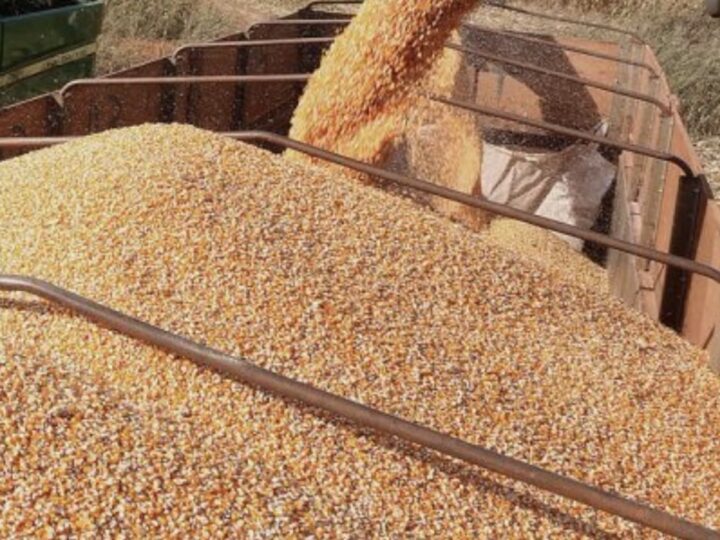Cotação do milho em Mato Grosso tem queda
