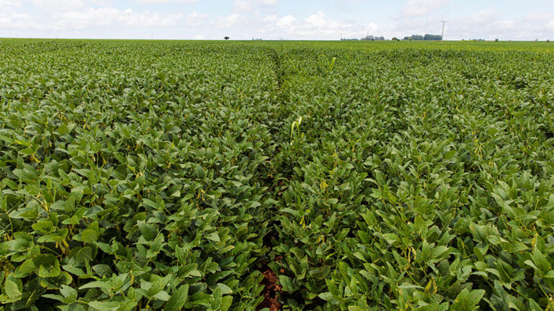 Safra de soja em 2026 vai crescer 1,6% e produtividade deve baixar 8%, prevê IMEA
