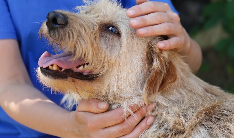 MP aciona município de Juína por descumprir decisão sobre controle de animais de rua