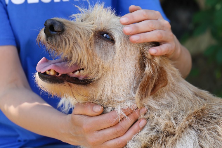 MP aciona município de Juína por descumprir decisão sobre controle de animais de rua