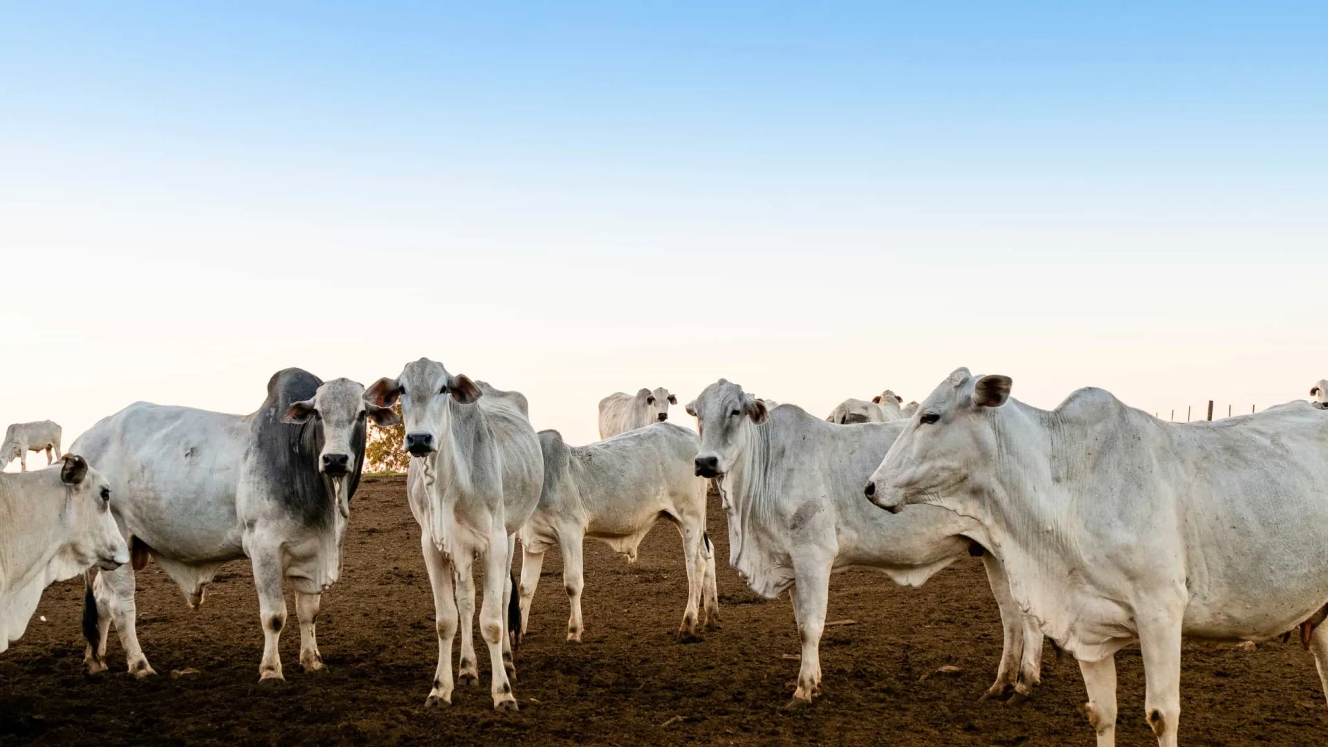 Pará adia para 2030 obrigação de rastrear gado com ‘brinco’ em cada animal