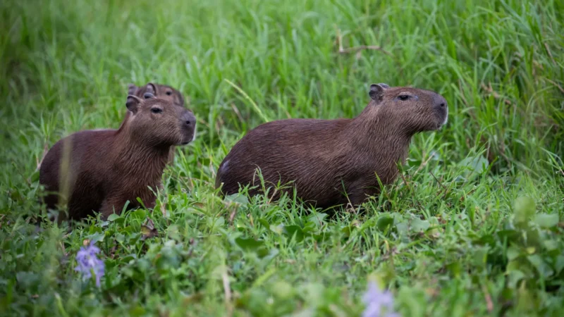 Promotoria mira demolição de mansões no Pantanal em Mato Grosso
