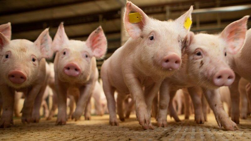 MT fecha ano com 31 milhões de bovinos; Sorriso, Lucas e Mutum entre os mais com aves e suínos