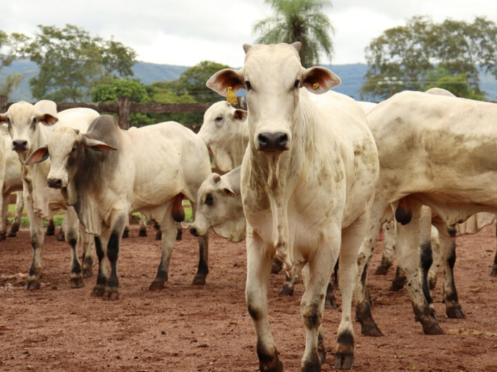 Preço do boi gordo fica estável em Mato Grosso