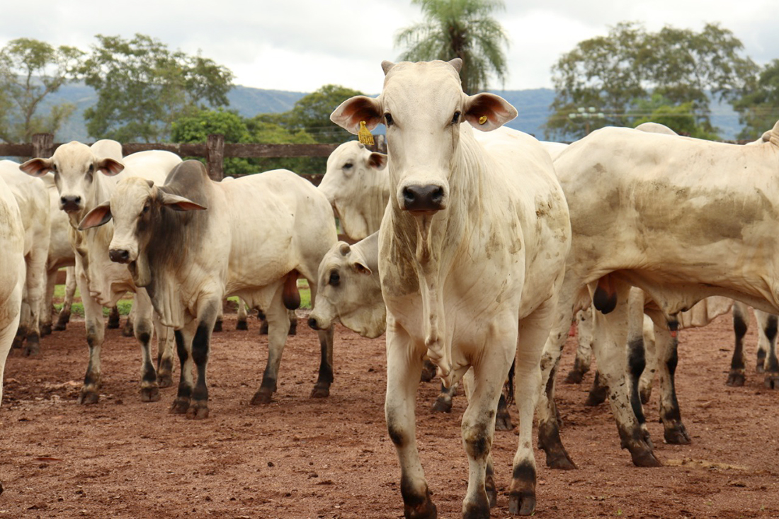 Preço do boi gordo fica estável em Mato Grosso