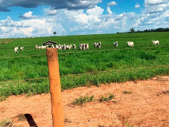 Boi Mato Grosso tem queda na cotação