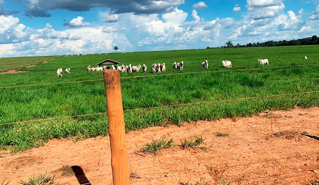 Boi Mato Grosso tem queda na cotação