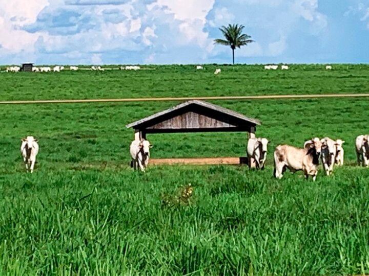 Mato Grosso tem aumento de 1,4% no volume de gado abatido em frigorífico e novo recorde