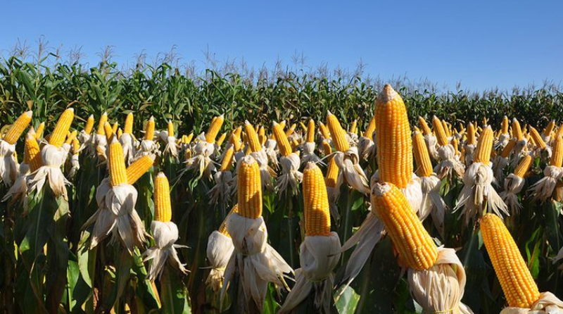 Defensivos biológicos são 70% das “invenções verdes” brasileiras no agro