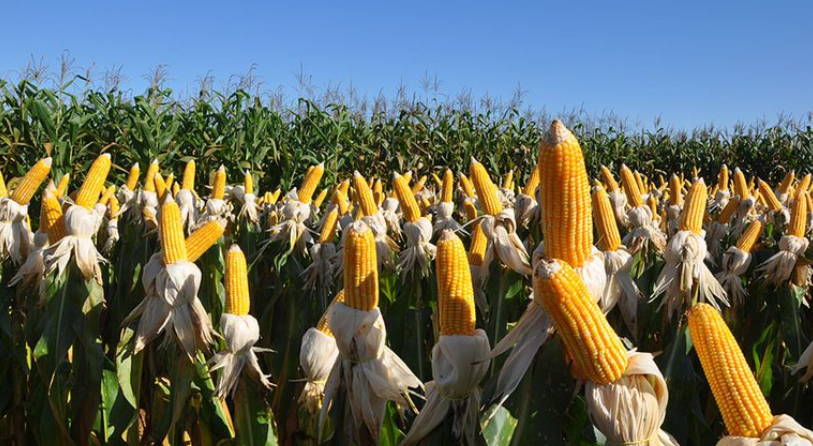 Defensivos biológicos são 70% das “invenções verdes” brasileiras no agro