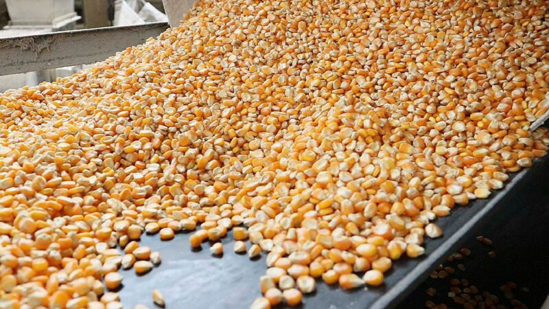 Preço do milho em Mato Grosso sobe 1,1%