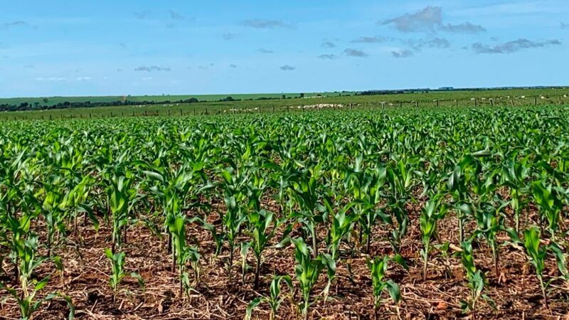 Área de milho em Mato Grosso cresce mas produtividade pode ser menor, prevê IMEA