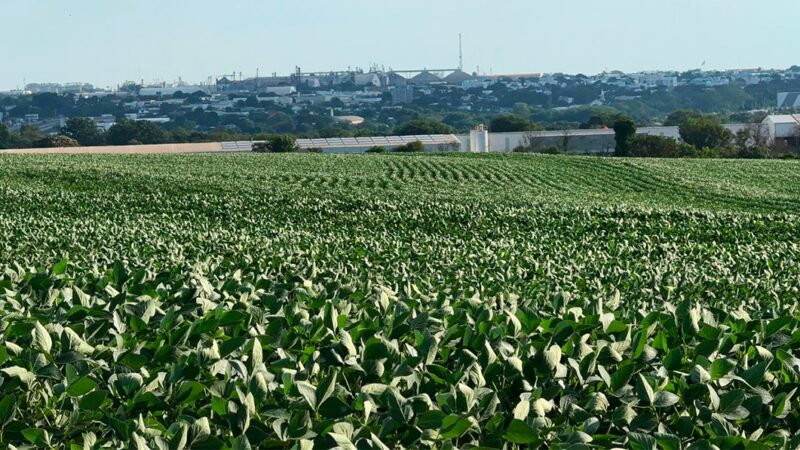 Custo de produção da soja em Mato Grosso sobe 0,54%
