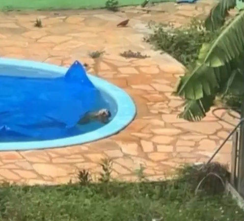 Bombeiros invadem residência e salvam cachorro que se afogava em piscina em Mato Grosso
