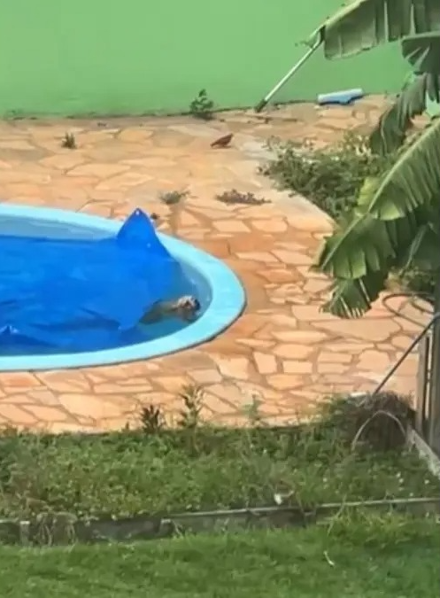 Bombeiros invadem residência e salvam cachorro que se afogava em piscina em Mato Grosso