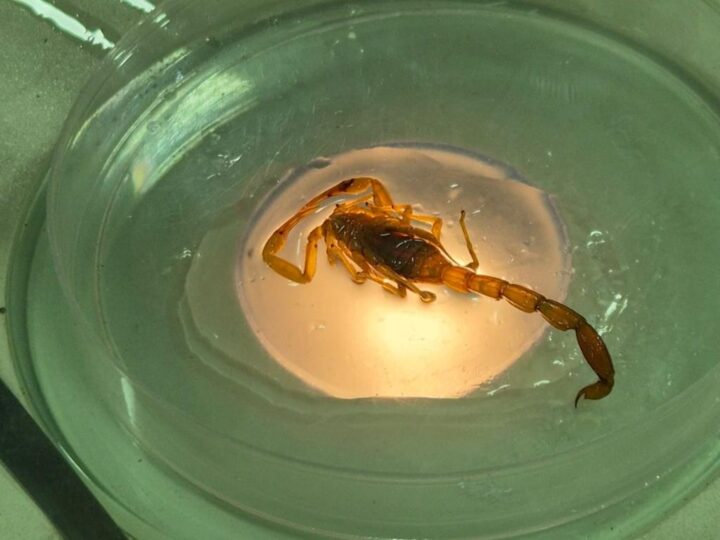 SES alerta para aumento de acidentes com animais peçonhentos em Mato Grosso