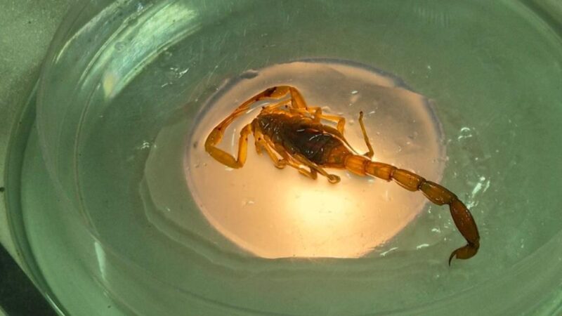 SES alerta para aumento de acidentes com animais peçonhentos em Mato Grosso