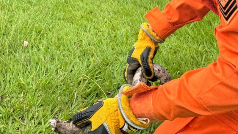 Jiboia é resgatada pelos bombeiros em avenida movimentada de Lucas do Rio Verde