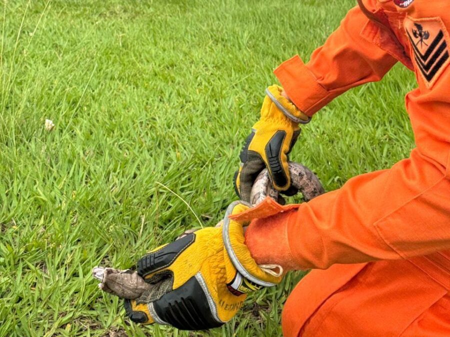 Jiboia é resgatada pelos bombeiros em avenida movimentada de Lucas do Rio Verde