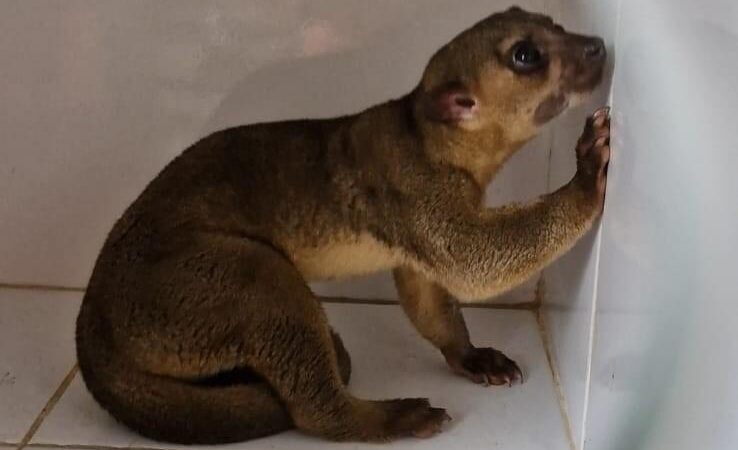 Bombeiros resgatam jupará em supermercado de Confresa