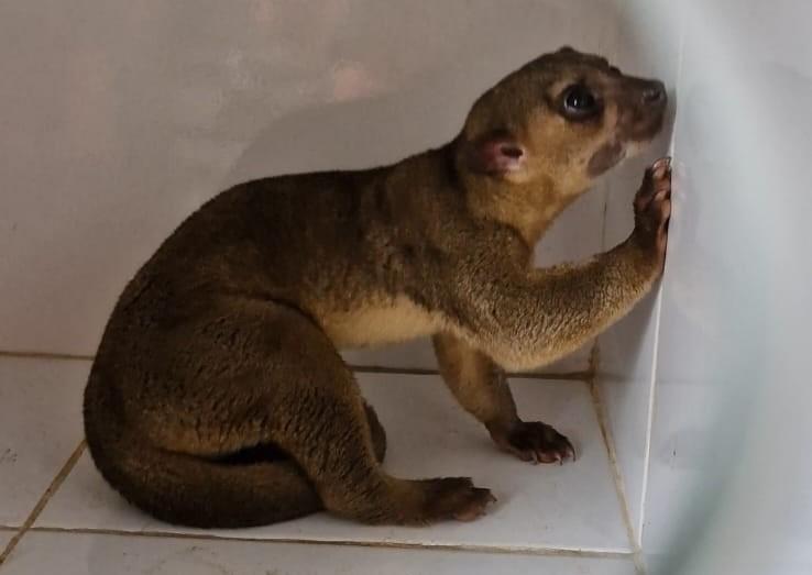 Bombeiros resgatam jupará em supermercado de Confresa